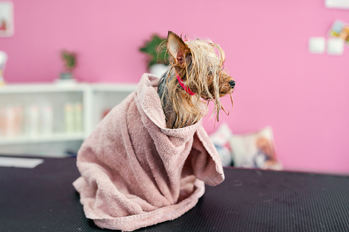 Yorkshire terrier puppy getting a haircut at the pet grooming salon