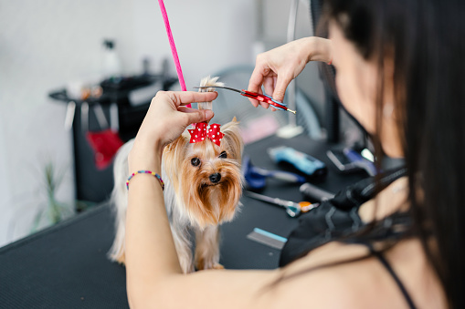 Yorkshire terrier puppy getting a haircut at the pet grooming salon
