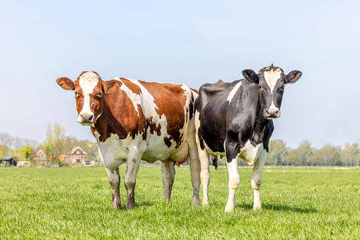 Two cows standing full length black red and white,  upright side by side in a field, looking curious, multi color diversity  in a green field under a blue sky and horizon over land