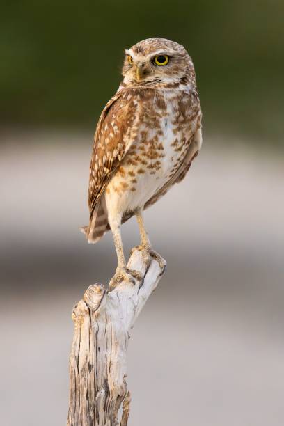 Closeup of a Burrowing Owl, Clark County, Nevada A closeup of a Burrowing Owl, Clark County, Nevada burrowing owl stock pictures, royalty-free photos & images