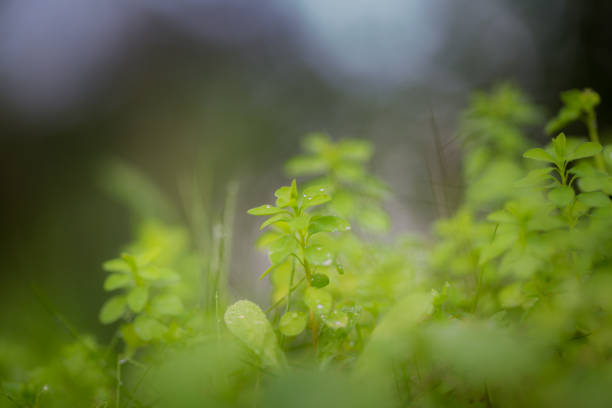 istock Defocused idyllic image of grass. 1500080665