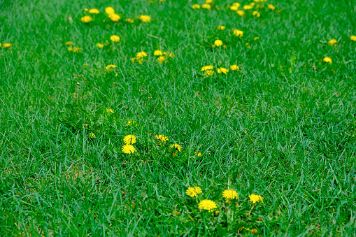 Dandelion flower growing in grass field close up summer background texture photo. Outdoors park urban environment. Backyard lawn.