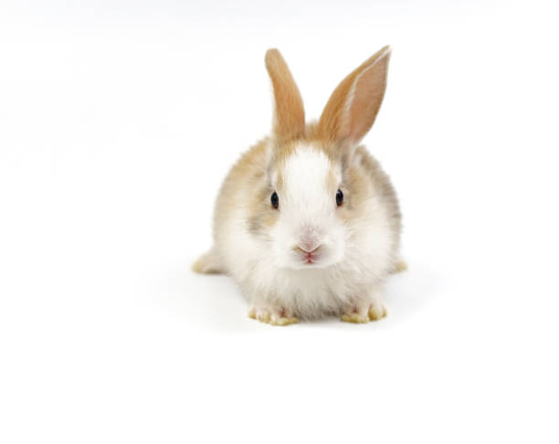 istock portrait young fluffy rabbit, white brown adorable bunny sitting on white background 1500081746