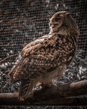 A Eurasian eagle owl in its enclosure