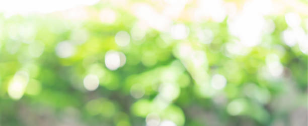 istock abstract blurred tree forest at garden in the morning time for background design concept 1500083472