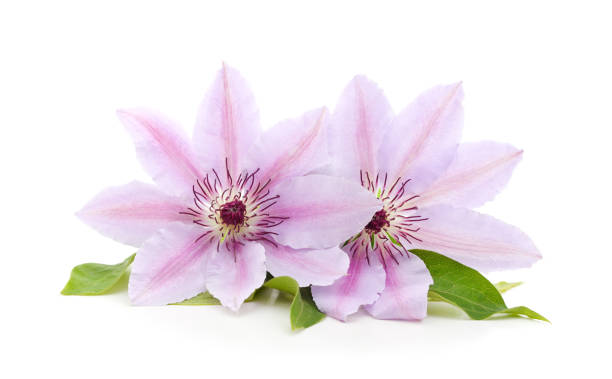 istock Pink clematis with green leaves. 1500083660