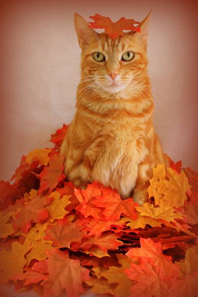 istock Sweet Autumn Kitty 1500085392