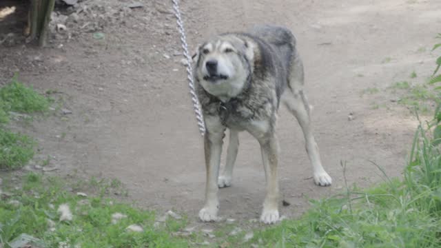 old dog on a chain. guard dog