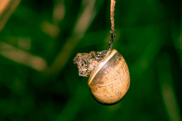 Snail hanging from a plant , in th garden