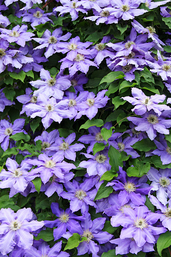 Bright pink Clematis flowers with green leaves on an old wood fence