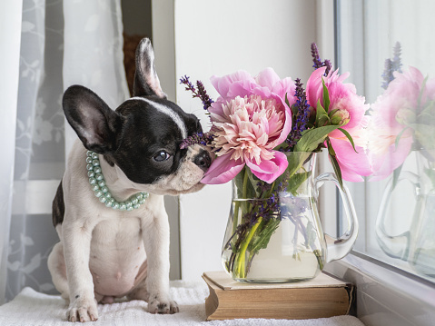 Cute puppy and a bright bouquet of flowers