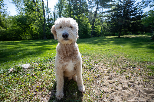 Young male Golden Doodle sitting on the lawn in summer