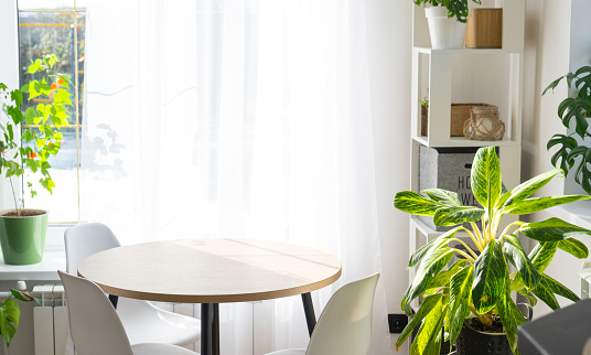 The interior of the house with large windows and home plants round table, chairs, white loft. minimalism, white curtain