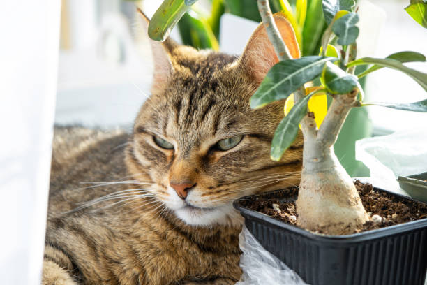 katze schläft auf der fensterbank mit einer gruppe von zimmerpflanzen adenium. der kopf der katze liegt auf einem topf mit einer blume, pflanzen und haustieren - flower gift decoration domestic room stock-fotos und bilder