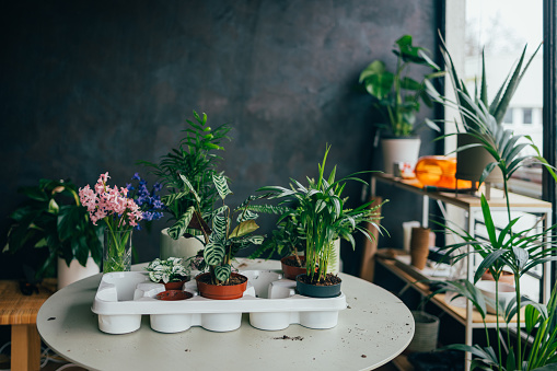 A view of beautiful plants in pots arranged in a plastic container. The container is on the table.