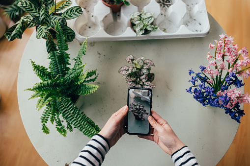 A from above view of an unrecognizable Caucasian female holding her smartphone while taking a photo of her plants to post on social networks. (cropped)