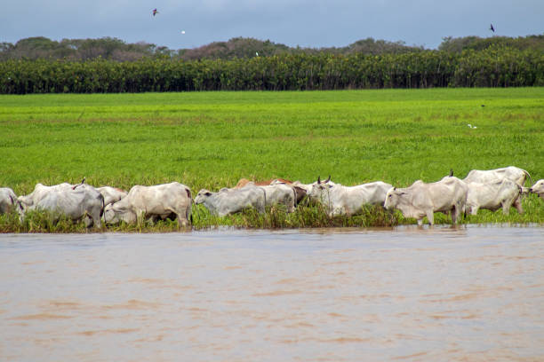 istock Nelore cattle drinking river water in northern Brazil 1500090264