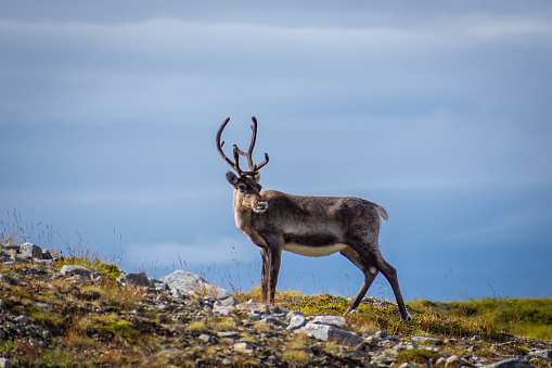 Rangifer tarandus caribou in autumn. The Gaspésie Woodland Caribou is a genetically distinct population in a very precarious situation, less than 40 animals.
