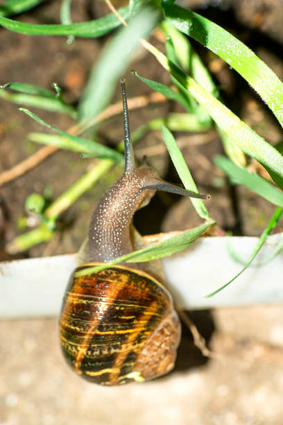 Common snail in the garden