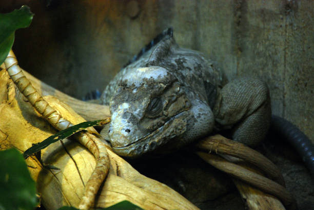 istock Zoo Animal | Iguana Sleeping 1500090980