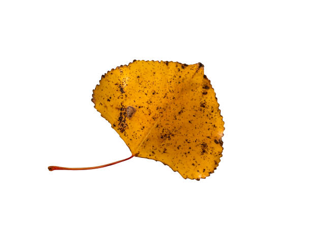 Quaking Aspen yellow autumn leaf isolated cutout on white background