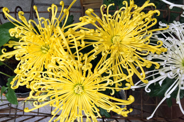 istock Yellow curly chrysanthemums close up. 1500091016