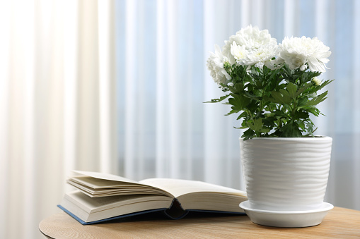 Beautiful chrysanthemum flowers in pot and book on wooden table indoors