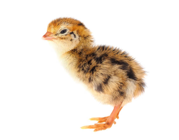 Common quail chick isolated on white background, Coturnix coturnix The common quail, or European quail, is a small ground-nesting game bird in the pheasant family Phasianidae. coturnix quail stock pictures, royalty-free photos & images