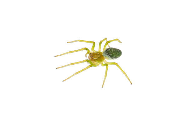 istock Green cribellate spider isolated on white background, Nigma walckenaeri 1500093243