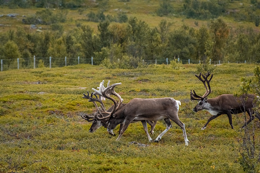 Herd of wild reindeer in the tundra of Norway