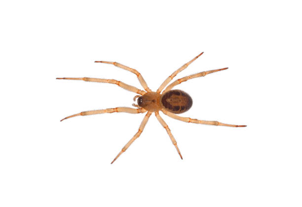 istock Noble false widow spider isolated on white background, Steatoda nobilis juvenile 1500094680
