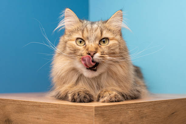 Domestic cat licks itself sits on a wooden pedestal on a blue background stock photo