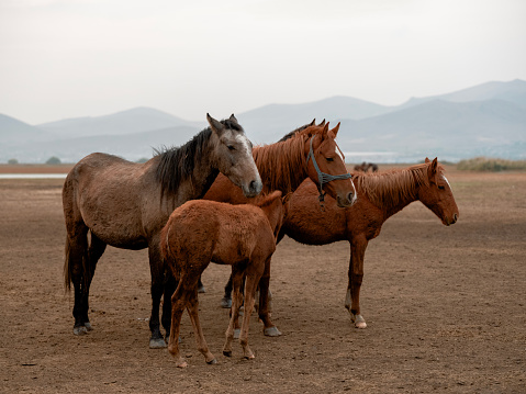 Horses on land. Kayseri/Turkey. Taken via medium format camera.