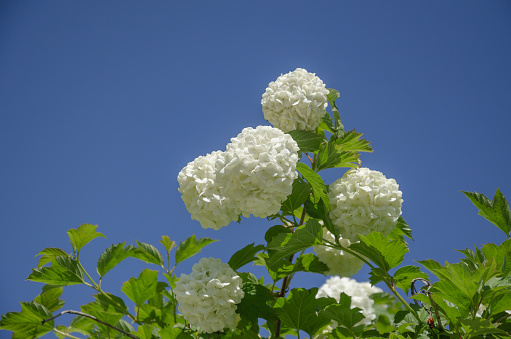 beautiful shrub with white balls of flowers, viburnum Bulldenezh. High quality photo