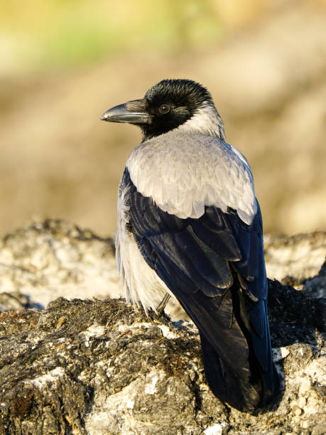 istock Hooded crow, Corvus cornix, grey crow, beautiful profile portrait on Baltic sandy seashore 1500097164