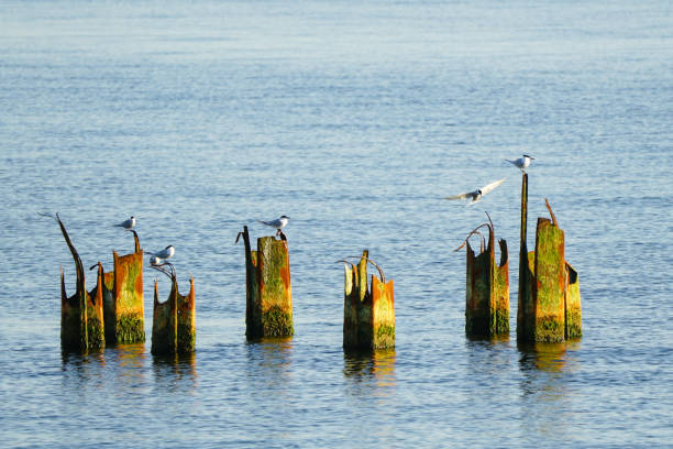 Seagulls sit on old, rusty, mossy metal pier posts in harbor seawater, sea pollution