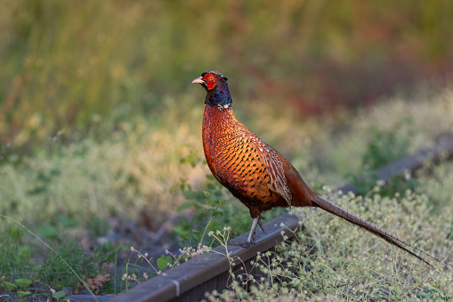 Male common pheasant (Phasianus colchicus) standing on railroad tracks in the morning sunlight.