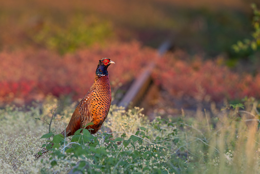 Male common pheasant (Phasianus colchicus) standing on railway tracks in the morning sunlight.