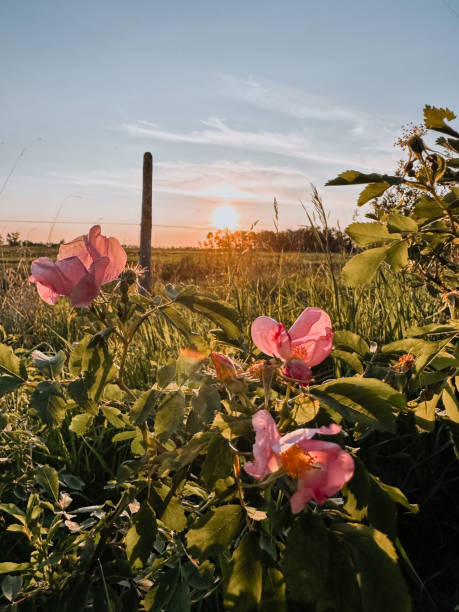 istock Manitoba Wild Prairie Roses 1500098516