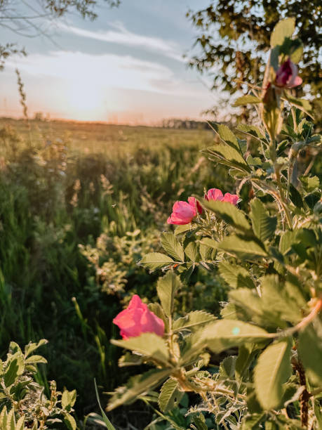rosas da pradaria selvagem de manitoba - manitoba prairie landscape canada - fotografias e filmes do acervo