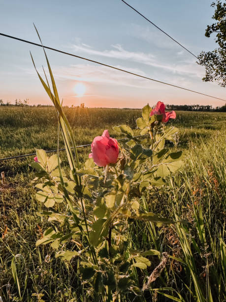 rosas da pradaria selvagem de manitoba - manitoba prairie landscape canada - fotografias e filmes do acervo