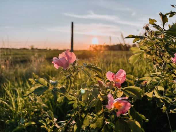 Manitoba Wild Prairie Roses