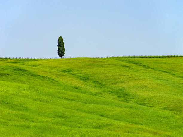 istock Lonely cypress tree in Val d Orcia in Tuscany Italy 1500098629