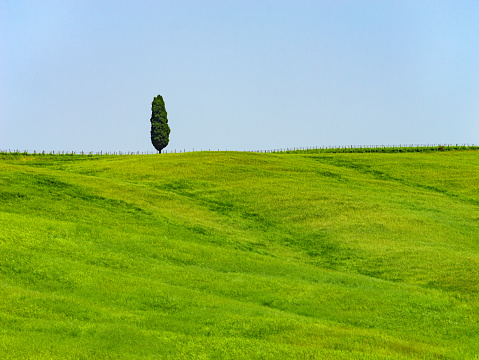 Lonely cypress tree in Val d Orcia in Tuscany Italy