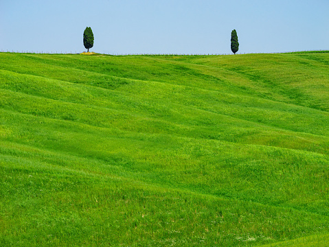 Rolling hills with cypress trees in Val d Orcia in Tuscany Italy
