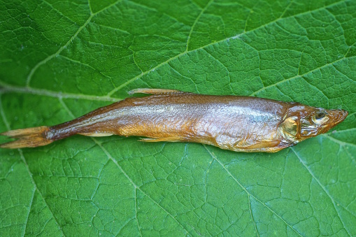 one small smoked dry gray brown fish capelin lies on a green leaf of a plant