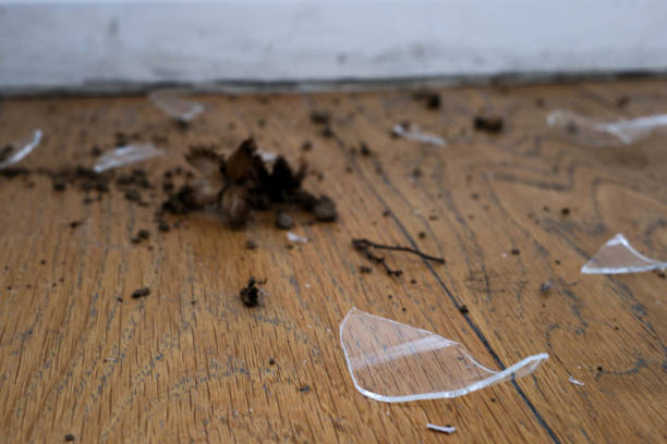 Shards of a brown broken bottle close up