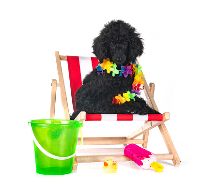 puppy standard black poodle in front of white background