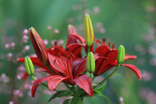 Red Lily flower on green leaves background. Lilium longiflorum. Background texture Asiatic lily with red buds closeup. Tropical Lily flower blossomed in the garden