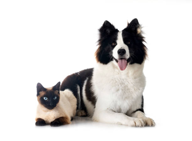 istock Finnish Lapphund and cat 1500100316